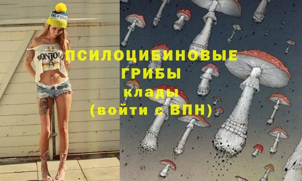шишки Абаза